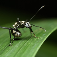 Defensive ant
