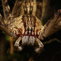 Costarican spider