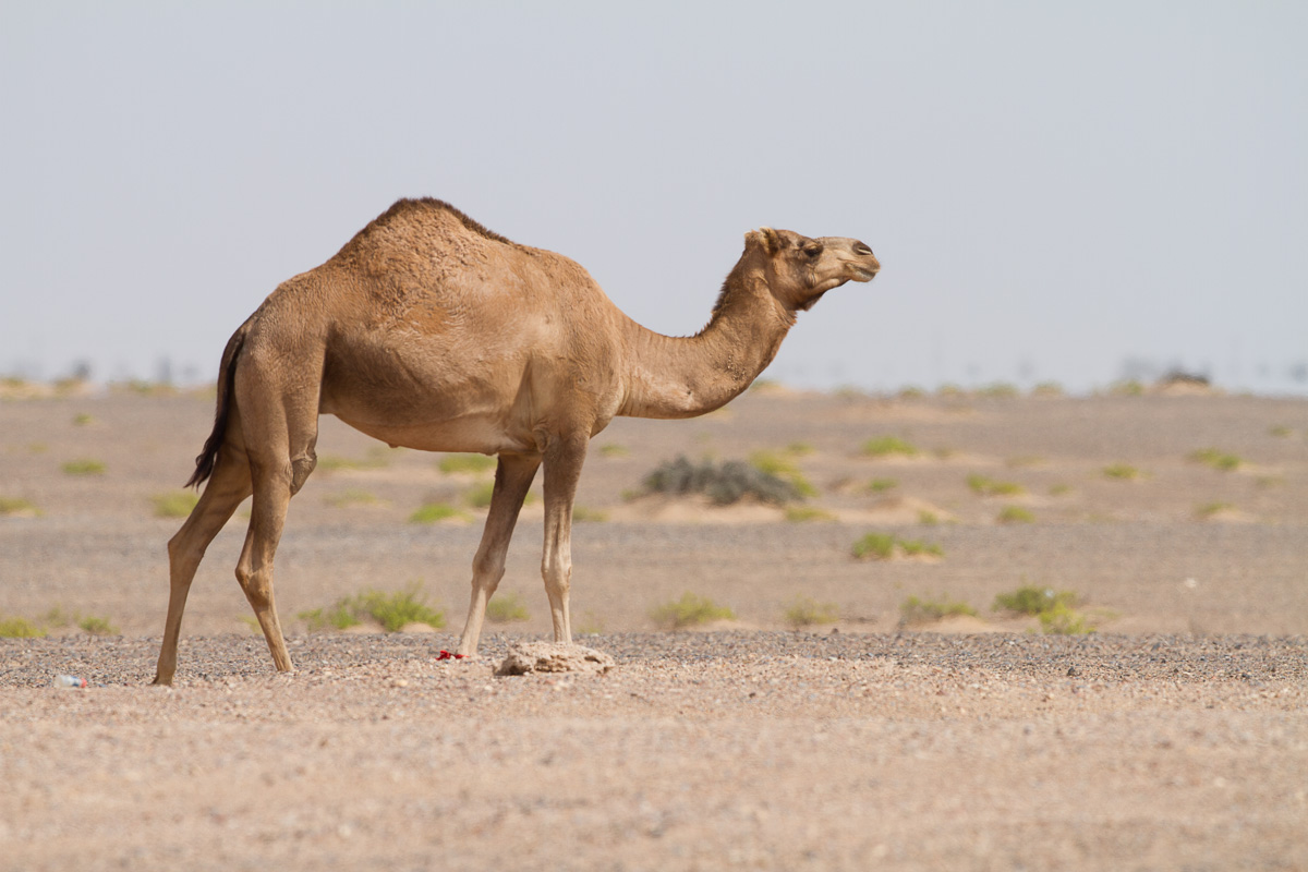 arabian camel