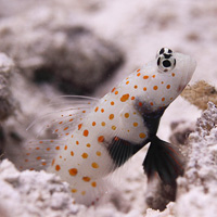 Spotted prawn goby