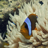 Red Sea clownfish