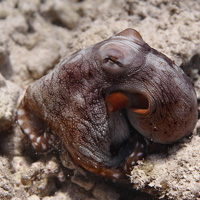 Octopus cyanae