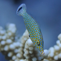 Harlequin-filefish