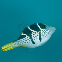 Blacksaddle filefish